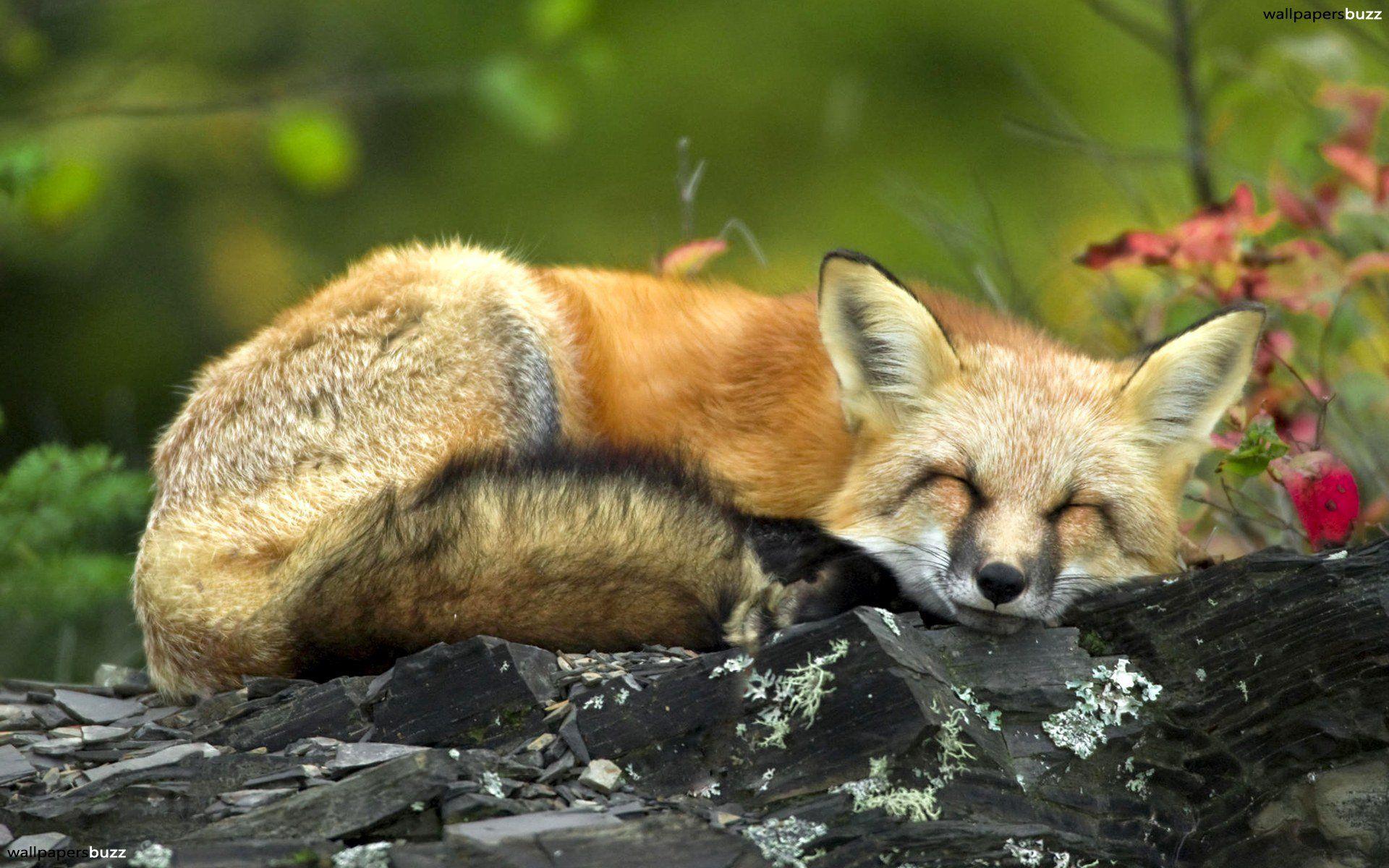 Sleeping fox HD Wallpaper