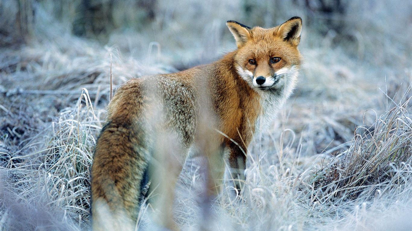 Animal Close Up, Cute Fox HD Wallpaper Wallpaper