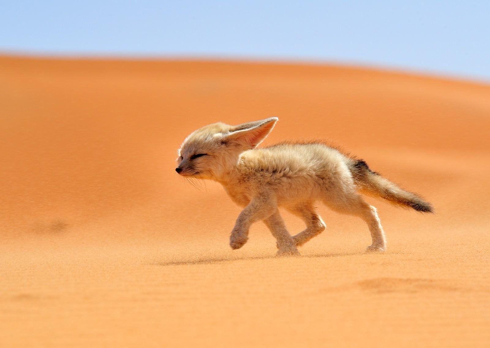Fennec Fox HD Wallpaper and Background Image