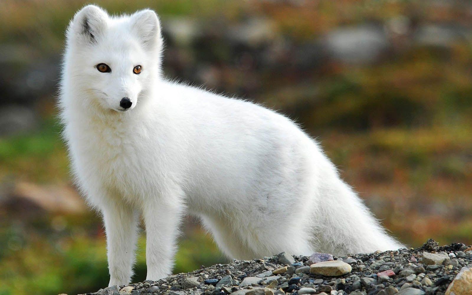 Arctic Fox. Tag: Arctic Fox Wallpaper, Background, Photo