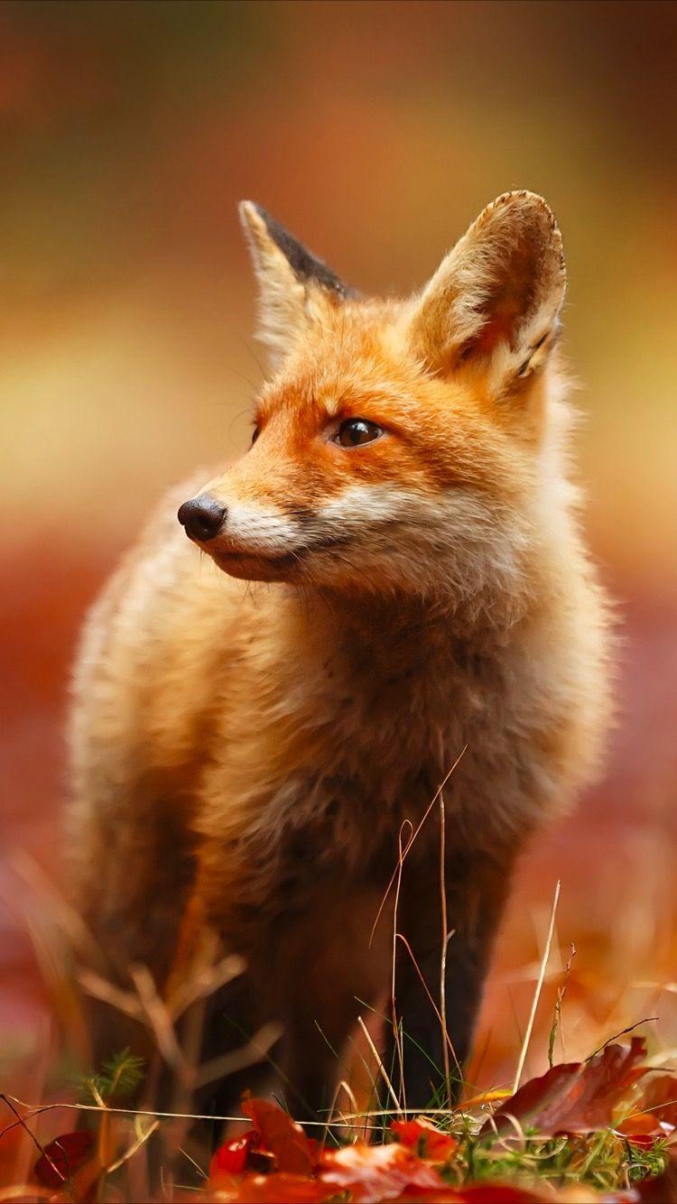 Get this cute red fox