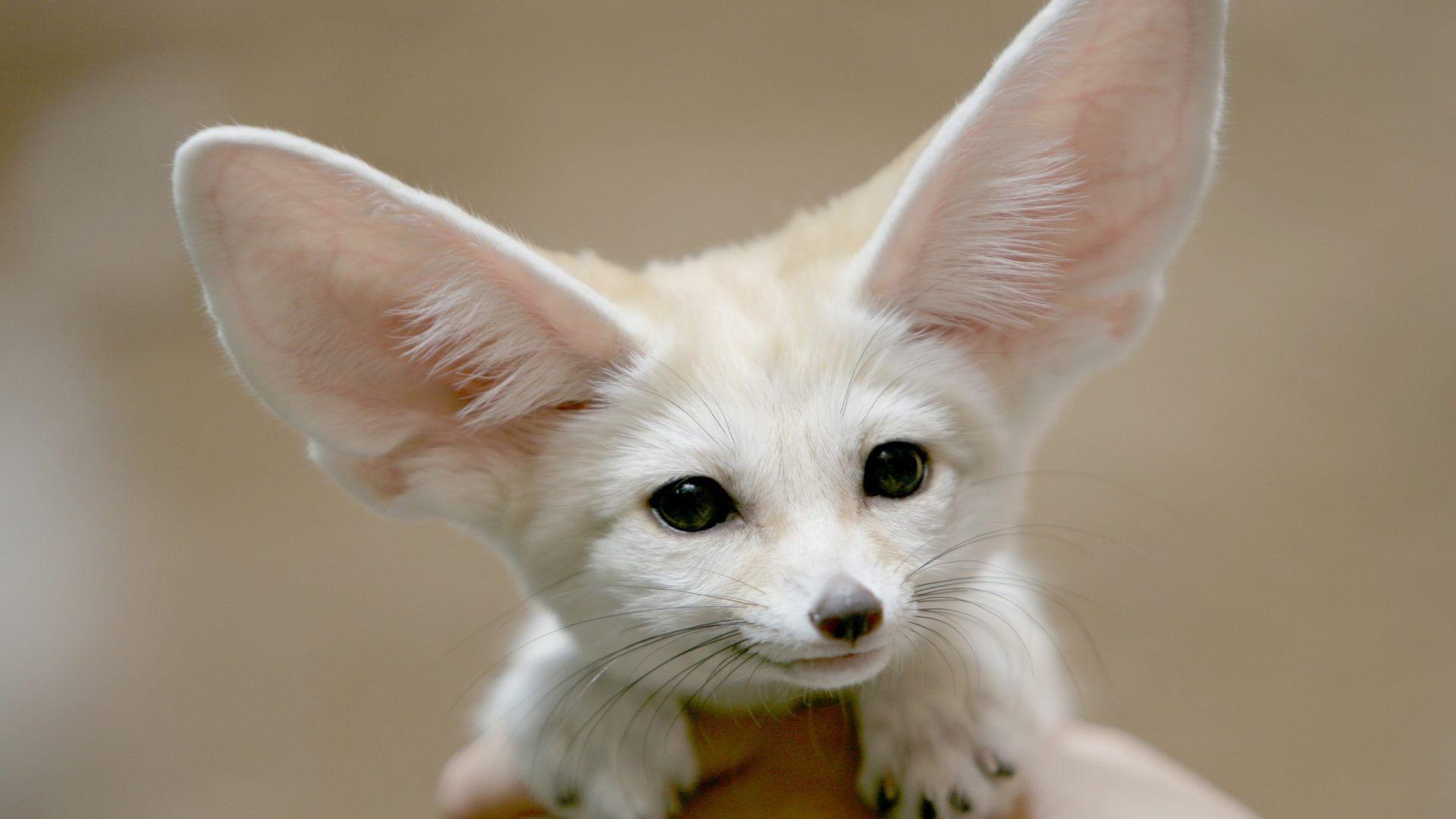 Fennec Tag wallpaper: Fennec Fox Picture Pets Animals. Fennec