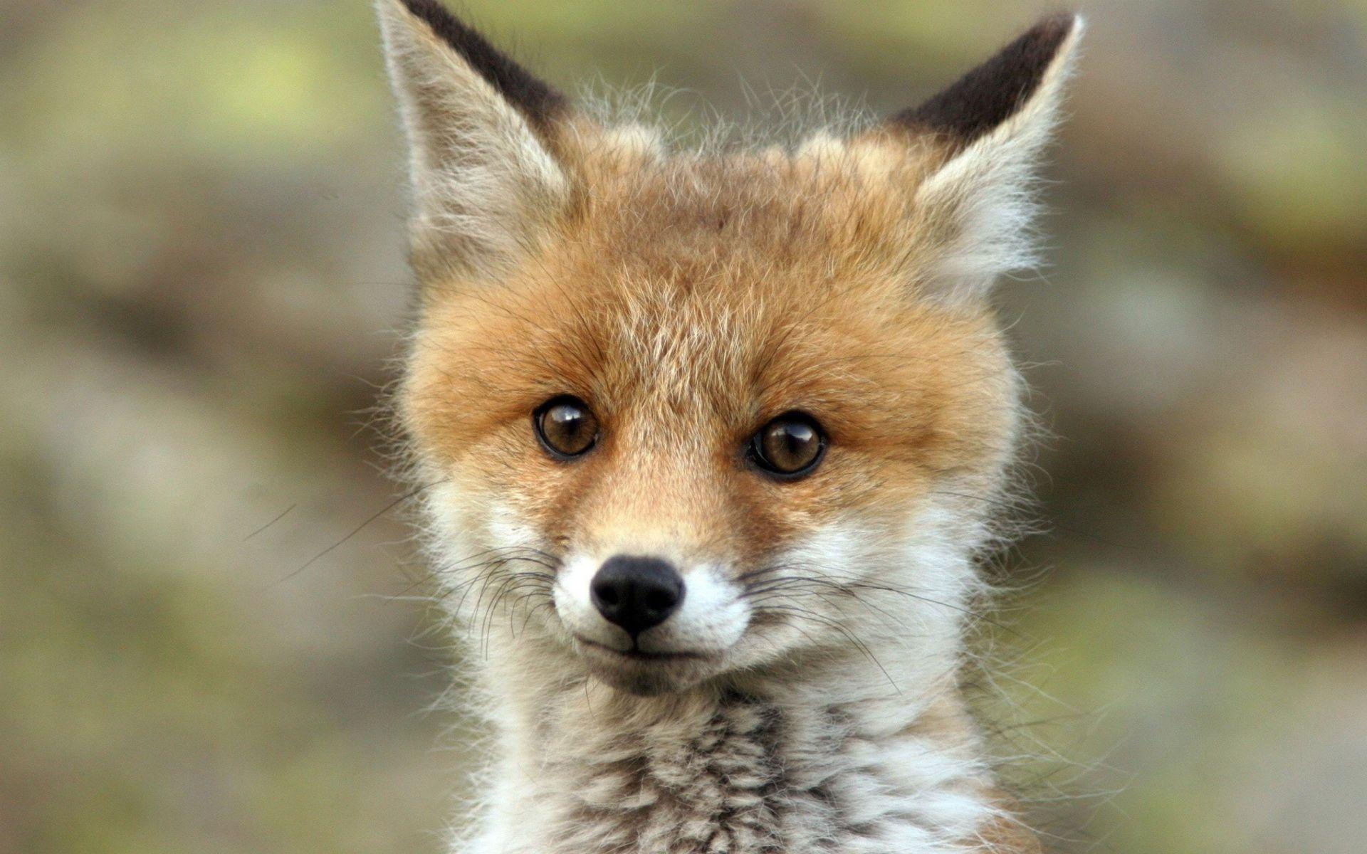 Desktop Cute Baby Fox Picture Dowload