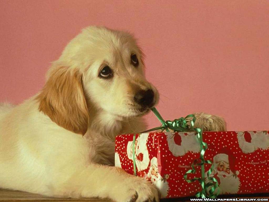 christmas dog. Christmas Dog Wallpaper