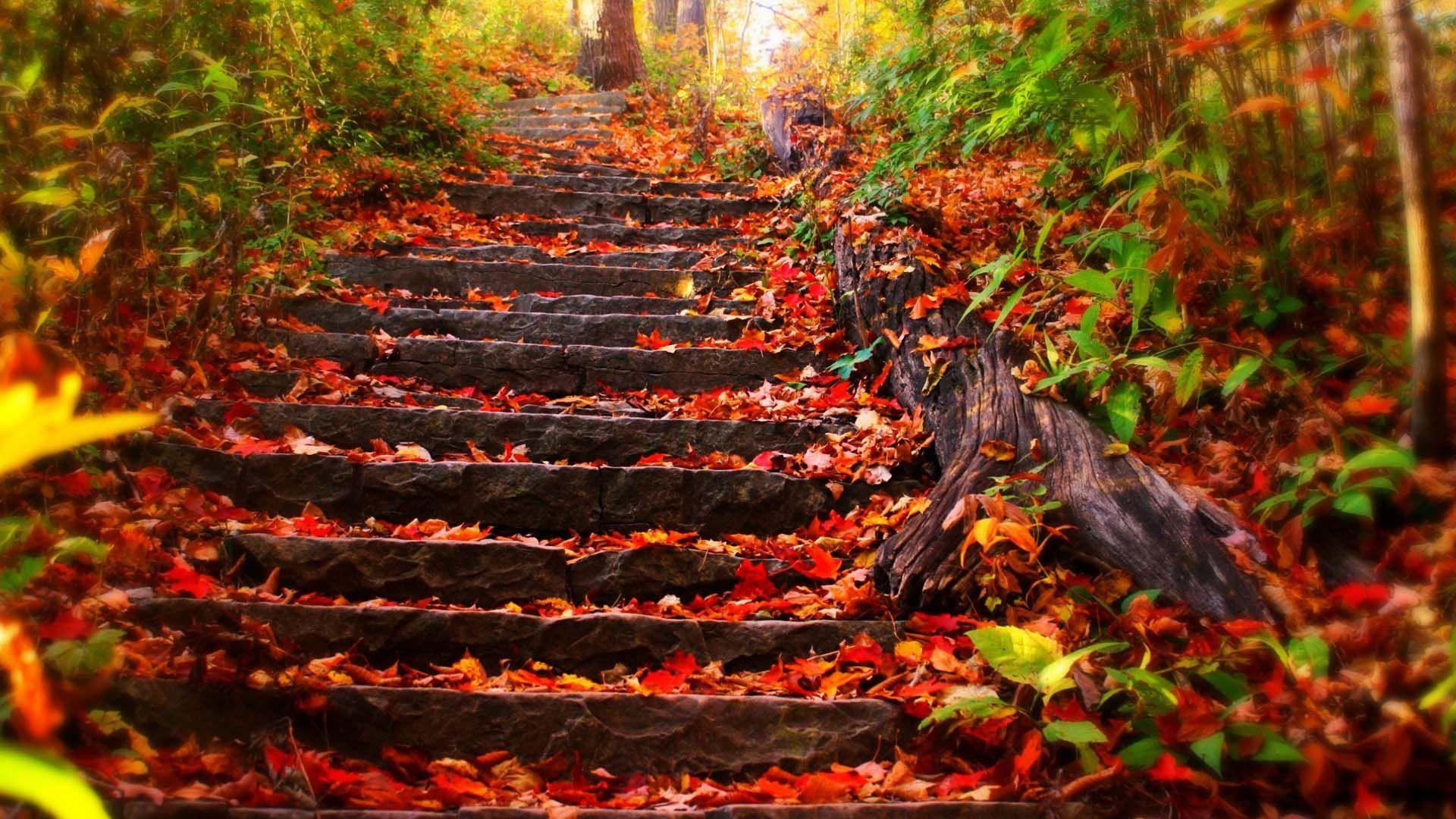 Foliage Covered Steps HD. HD Nature Wallpaper For Mobile And Desktop