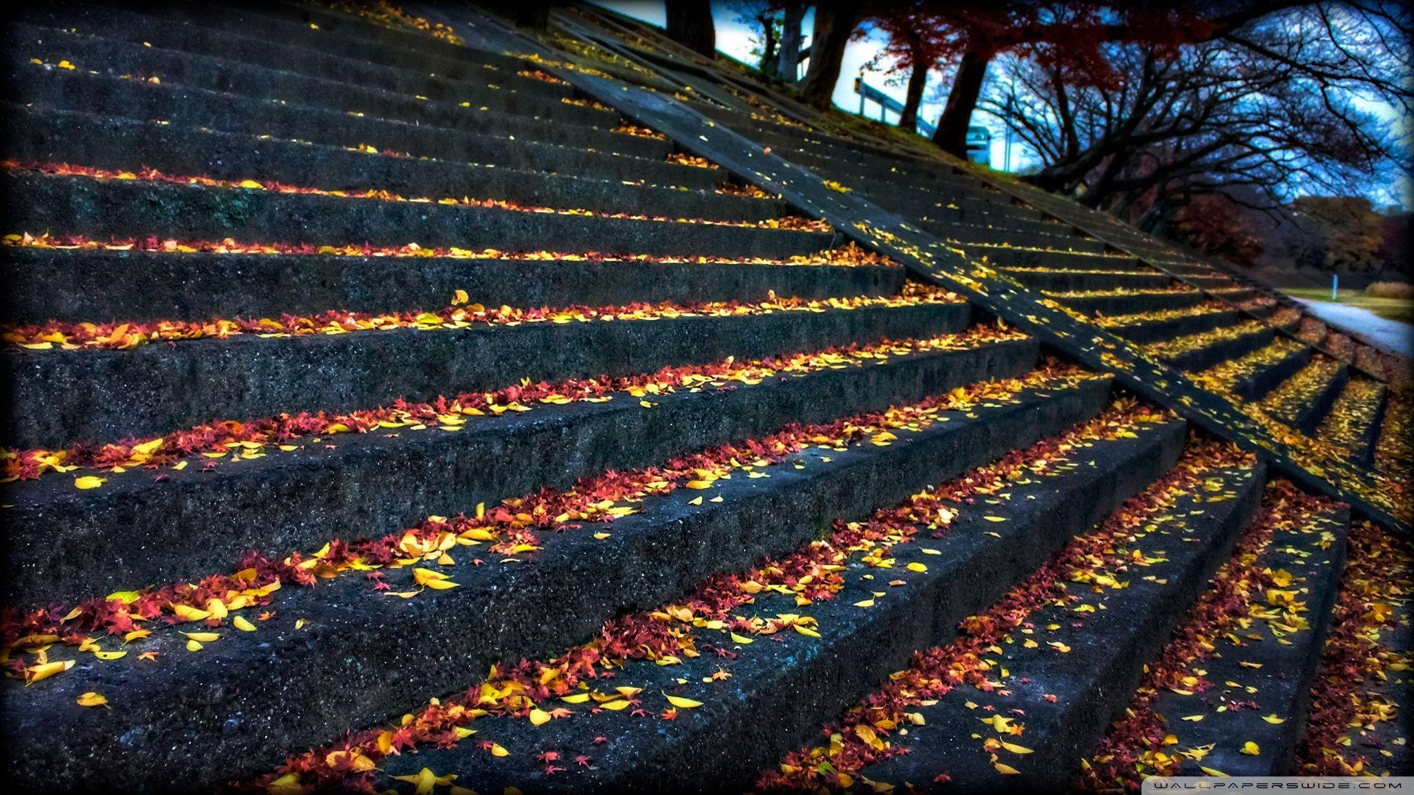 Leaves Resting On Steps ❤ 4K HD Desktop Wallpaper for 4K Ultra HD