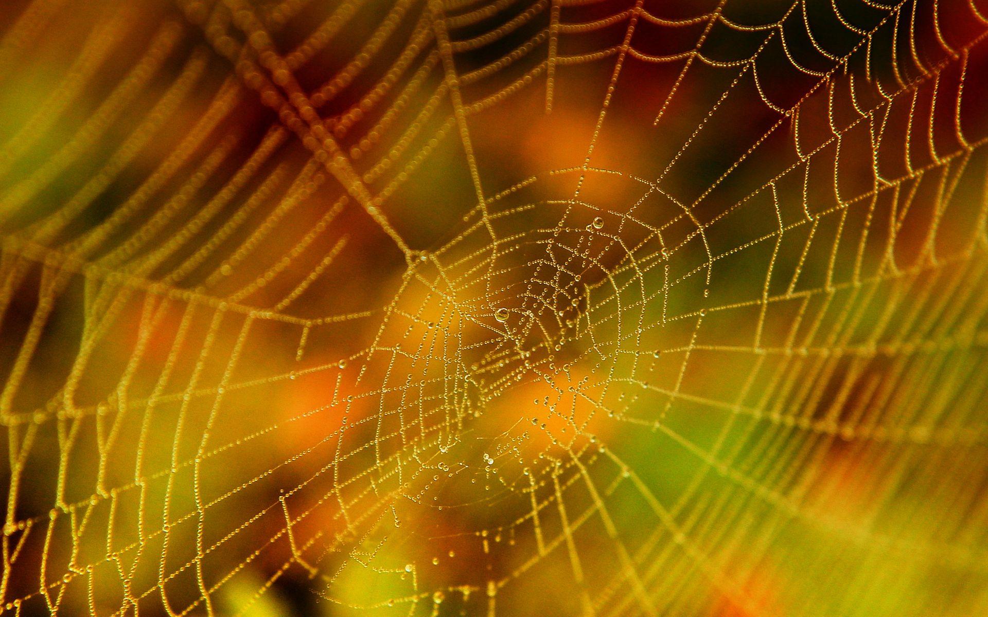 Cool Spider Web Wallpaper
