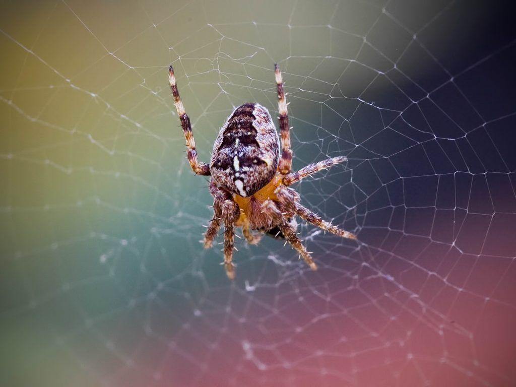 Cool Spider Wallpaper 23755. Best Free Desktop HD Wallpaper