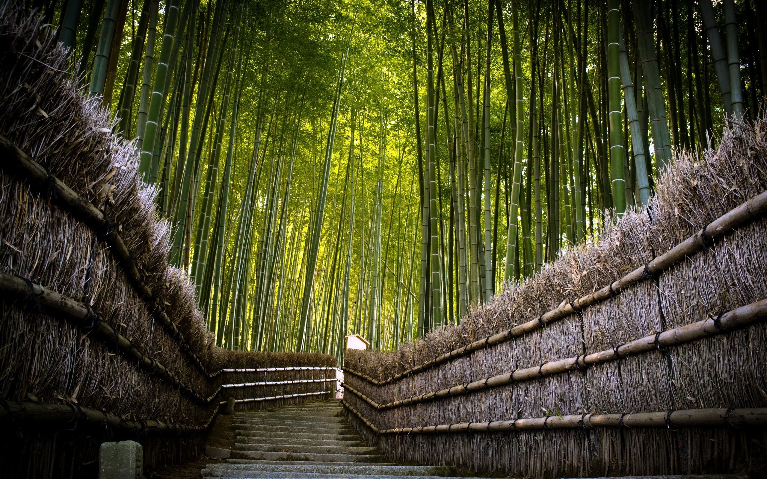 Wallpaper Steps, Descent, Bamboo, Protection HD, Picture, Image