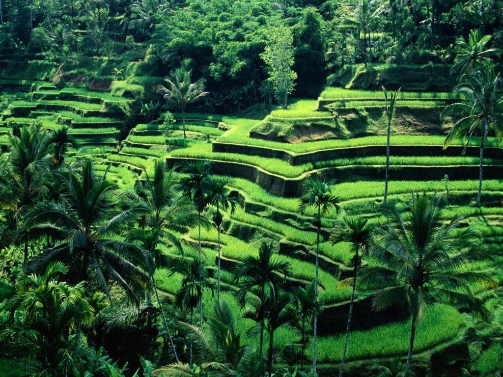 Grass: Grass Terrace Steps Bali Green Landscape Lush Hills