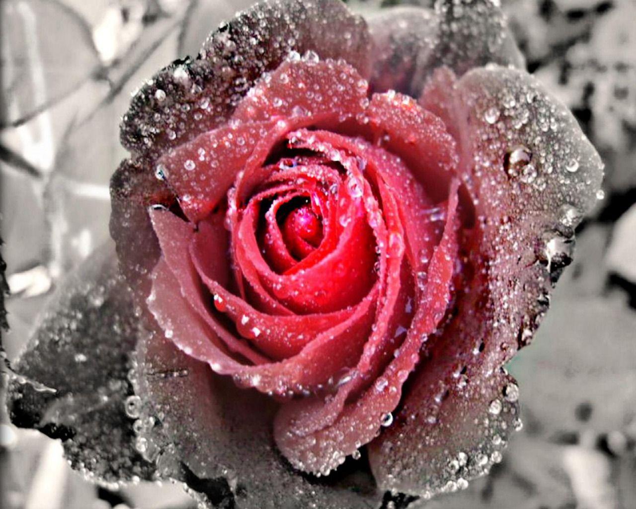 Black and white rose wallpaper with some color. Picture