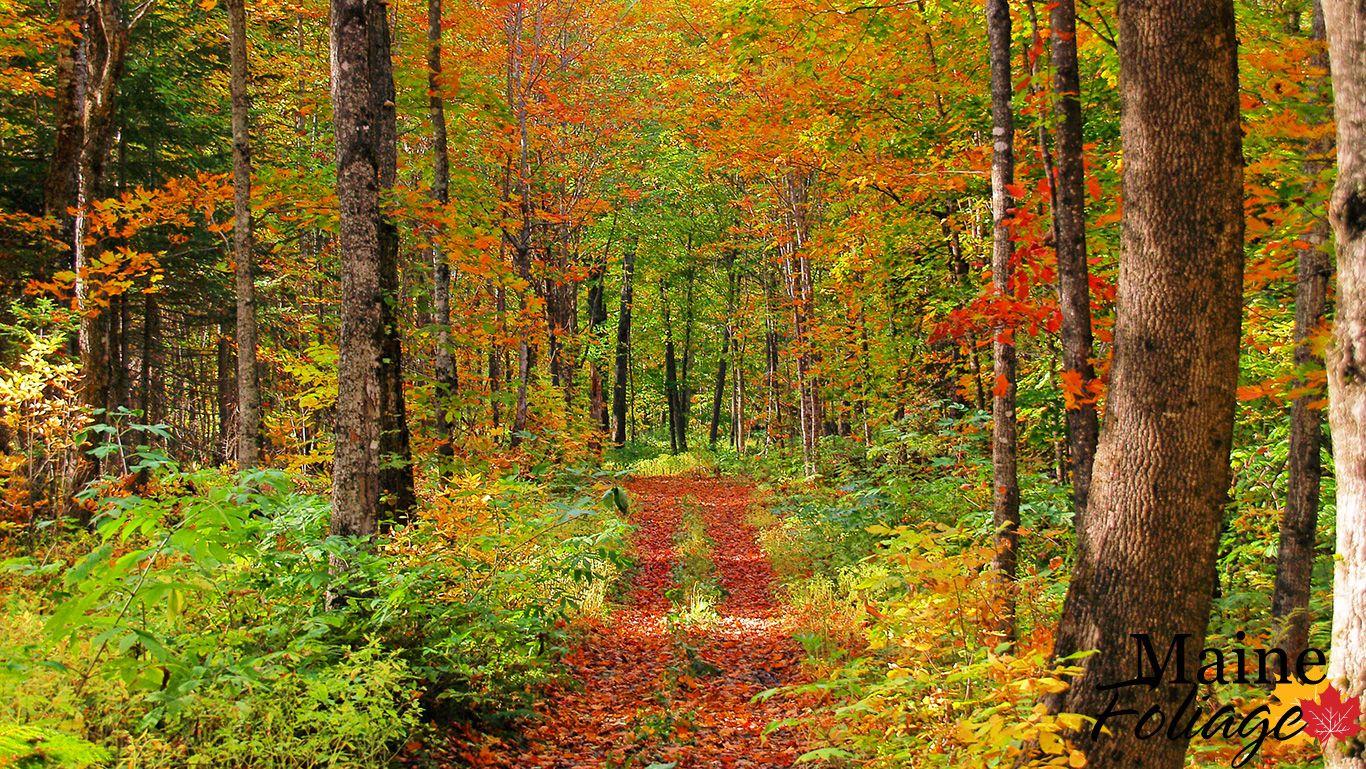 MaineFoliage.com: Photo Gallery: Foliage Wallpaper