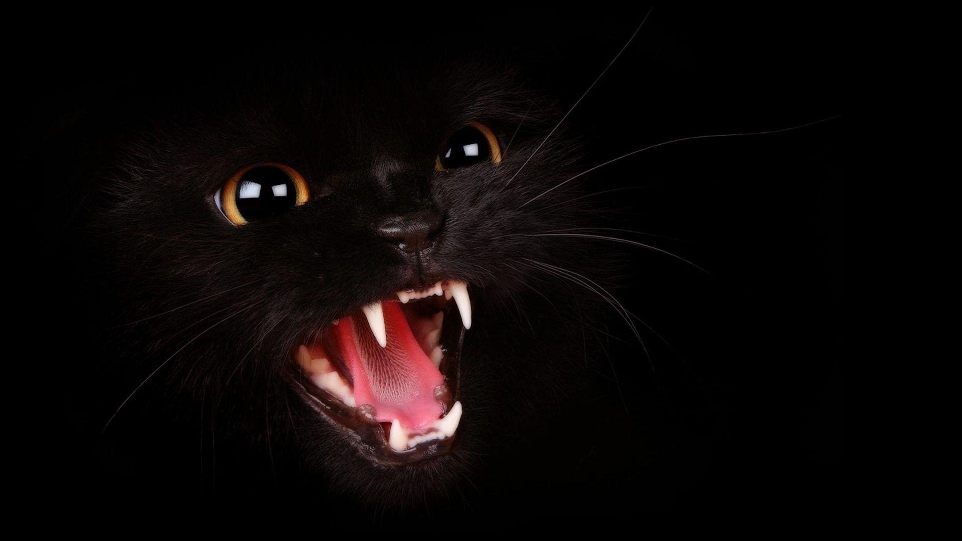Aggressive Tag wallpaper: Cat Black Aggressive Image Claws