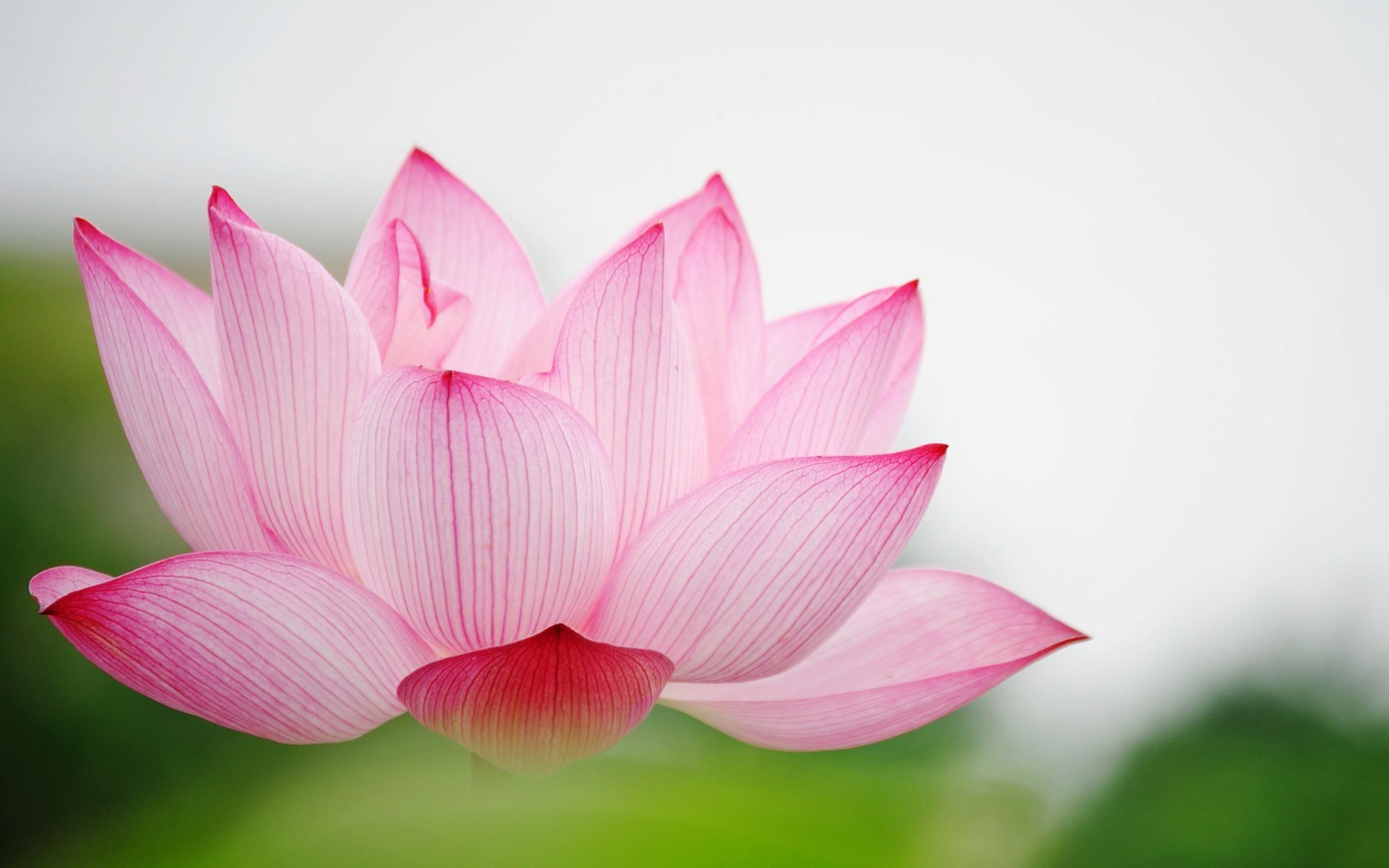 Lotus Flower Wallpaper HD / Desktop and Mobile Background