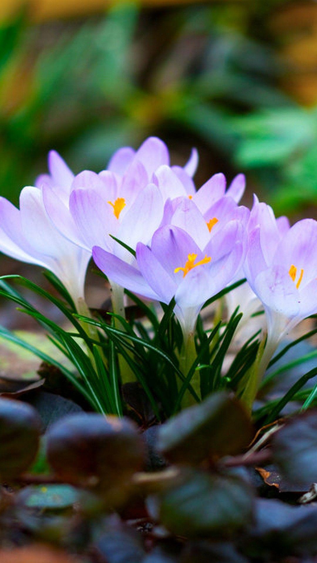 Wallpaper Spring Flowers Android Wallpaper