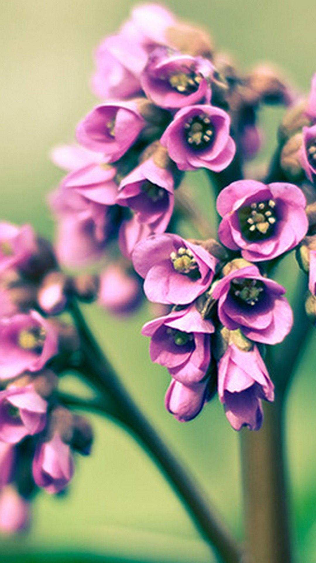 Wallpaper Spring Flowers Android Android Wallpaper
