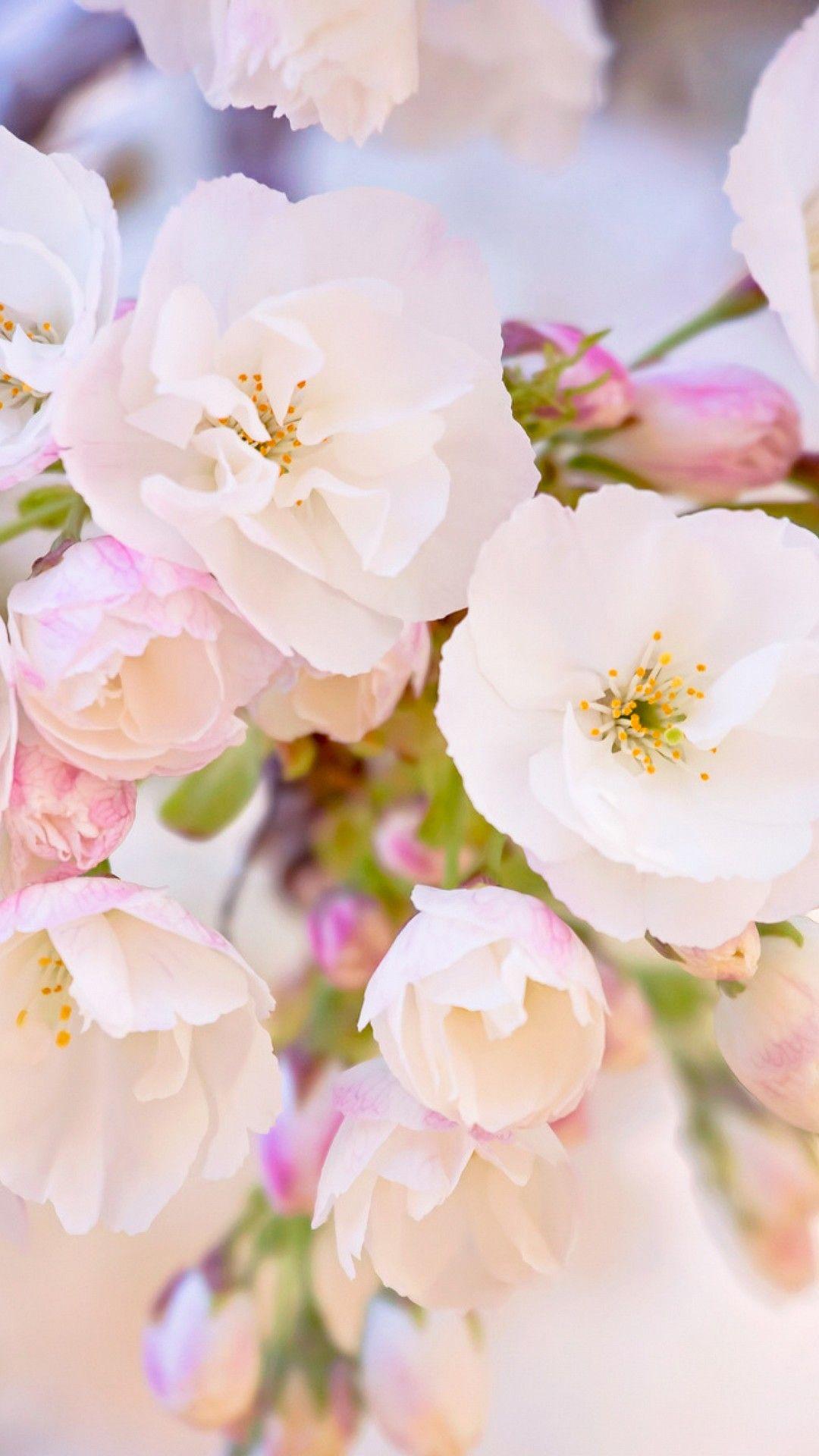 Android Wallpaper Spring Flowers Android Wallpaper