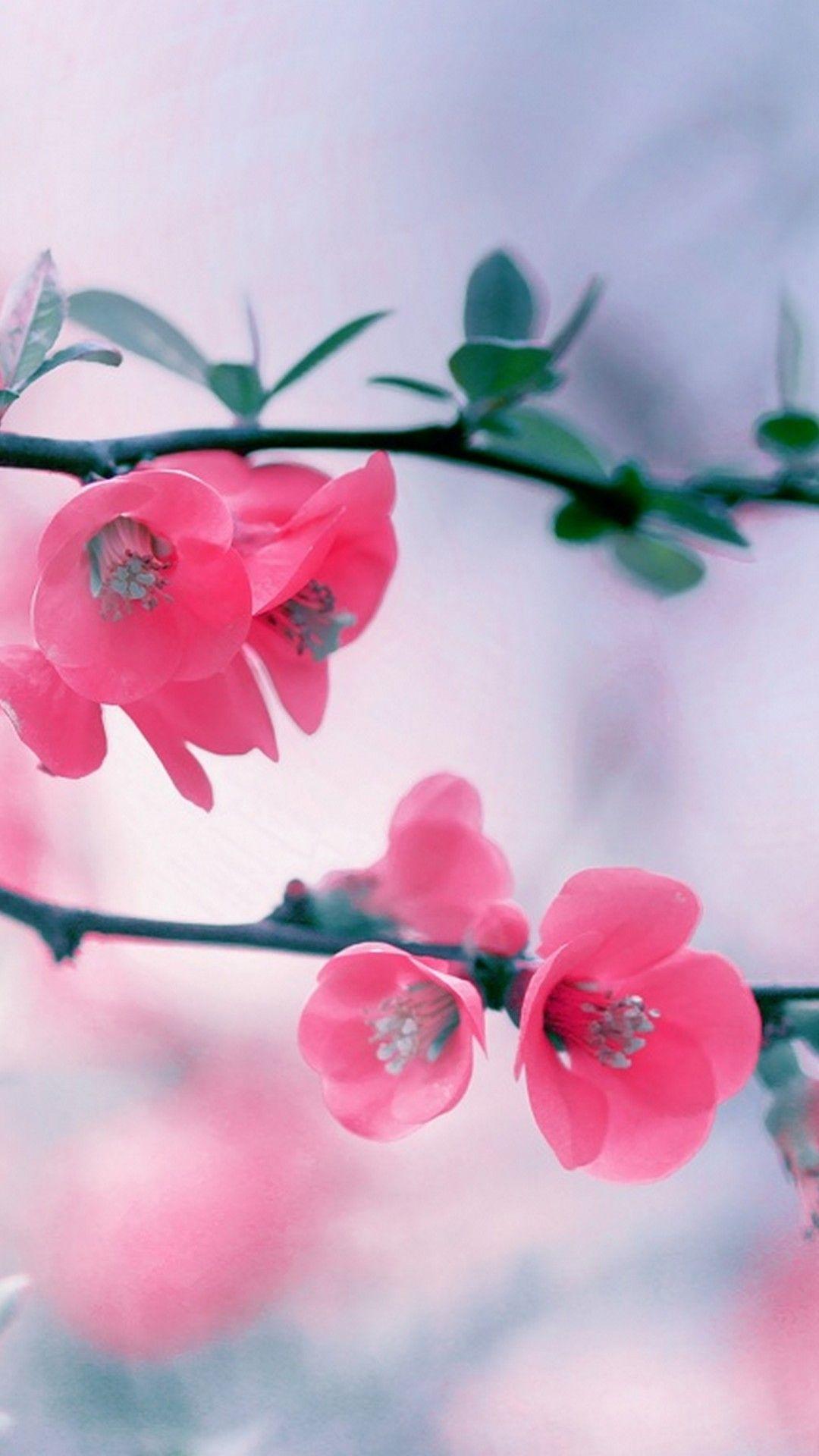 Spring Flowers Wallpaper Android Android Wallpaper