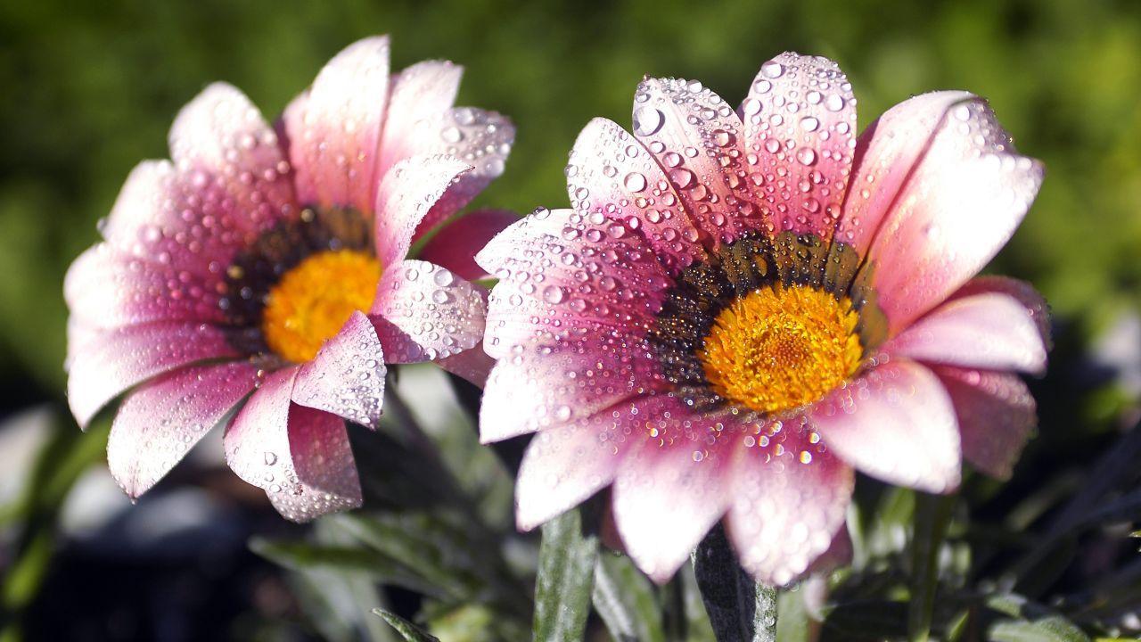 Spring Flowers HD Wallpaper & Image Download Free