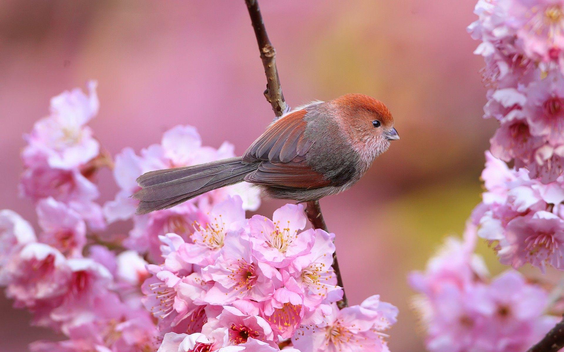 Spring Flowers and Cute Bird Wallpaper. HD Desktop Background