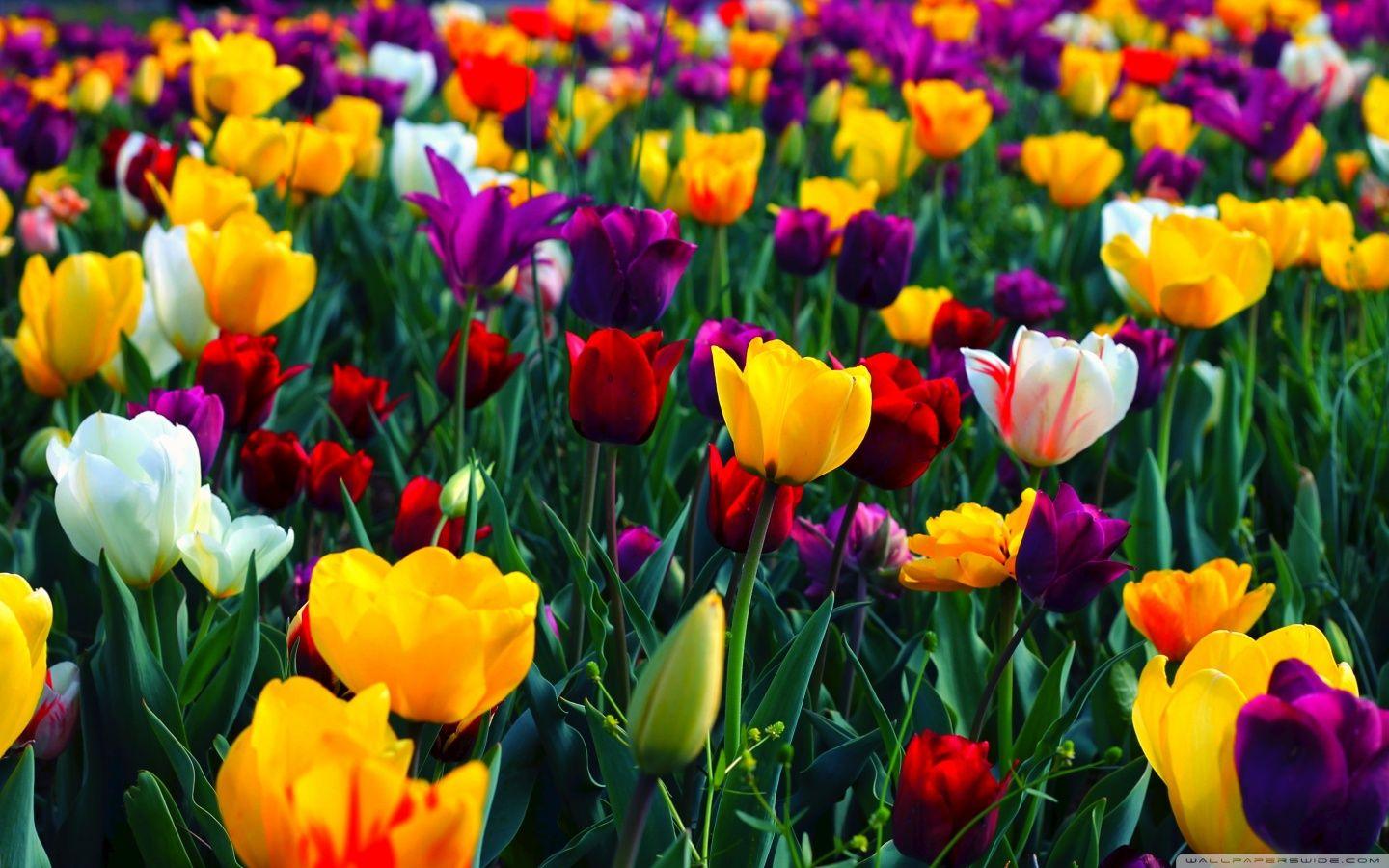 Colorful flowers wallpaper in spring new