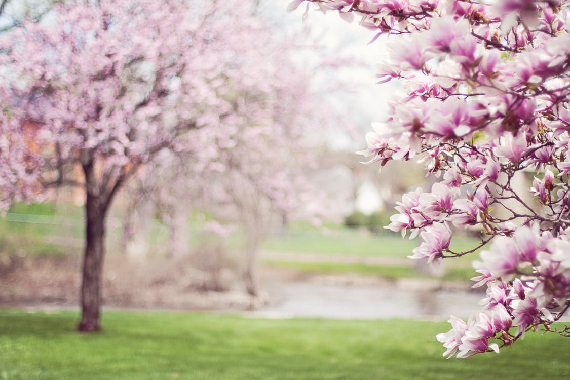 magnolia trees springtime blossoms spring flowers. HD Wallpaper