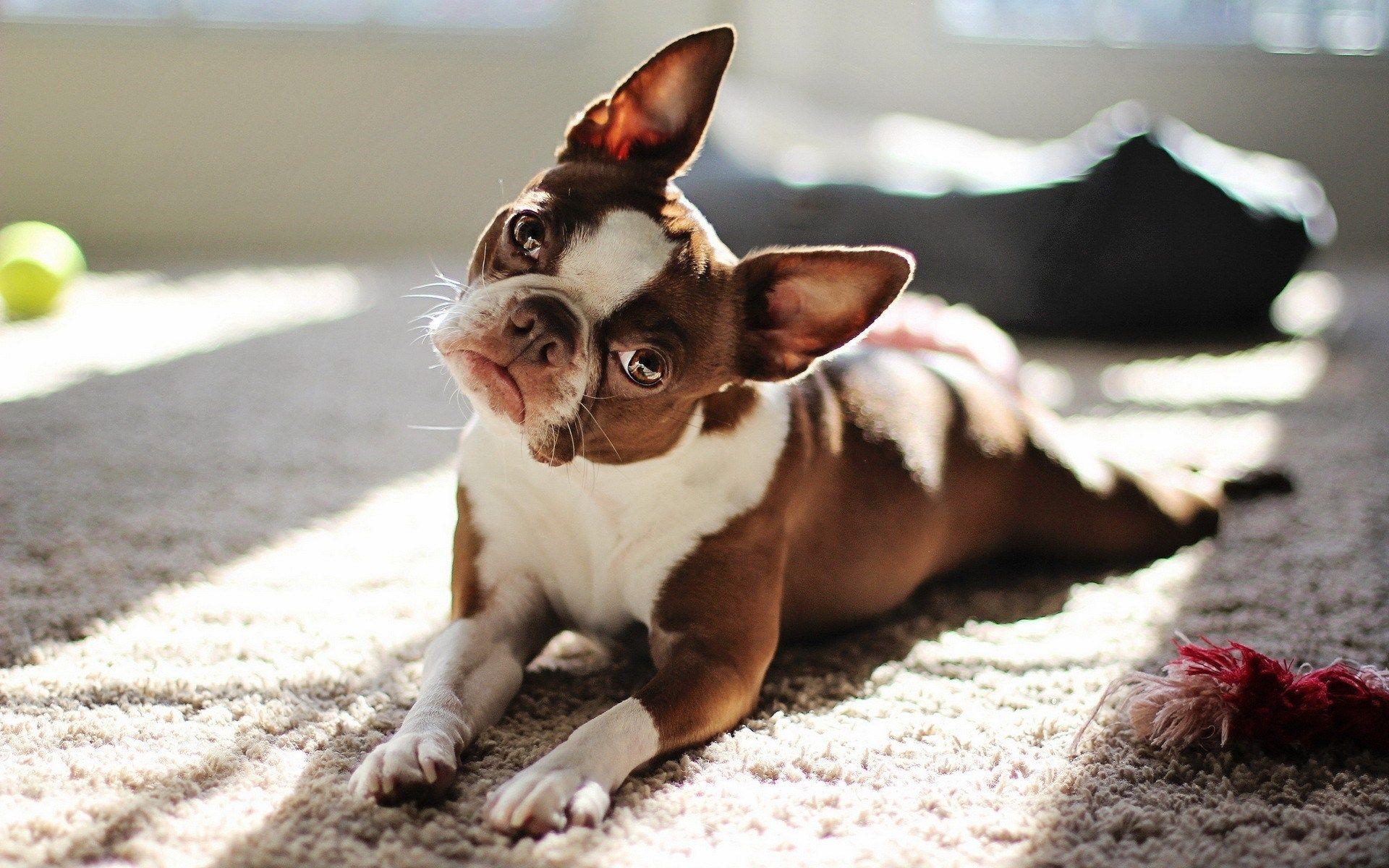 Boston Terrier Wallpaper Android Apps on Google Play. HD