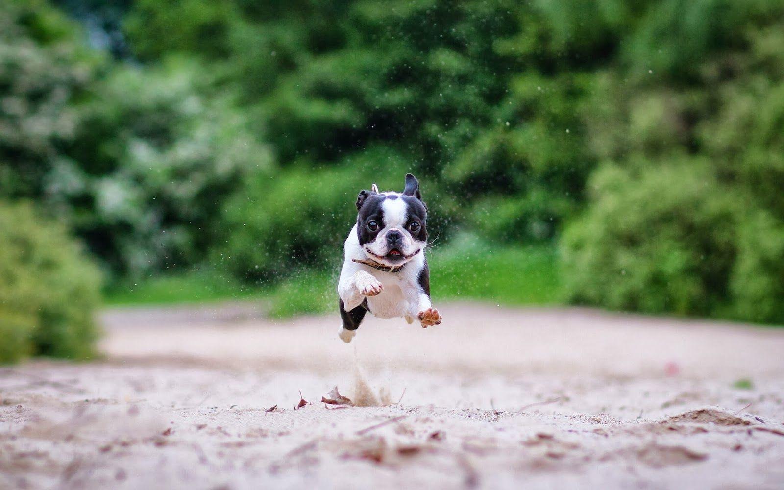 Photo Boston Terrier Dog Running HD Dogs Wallpaper