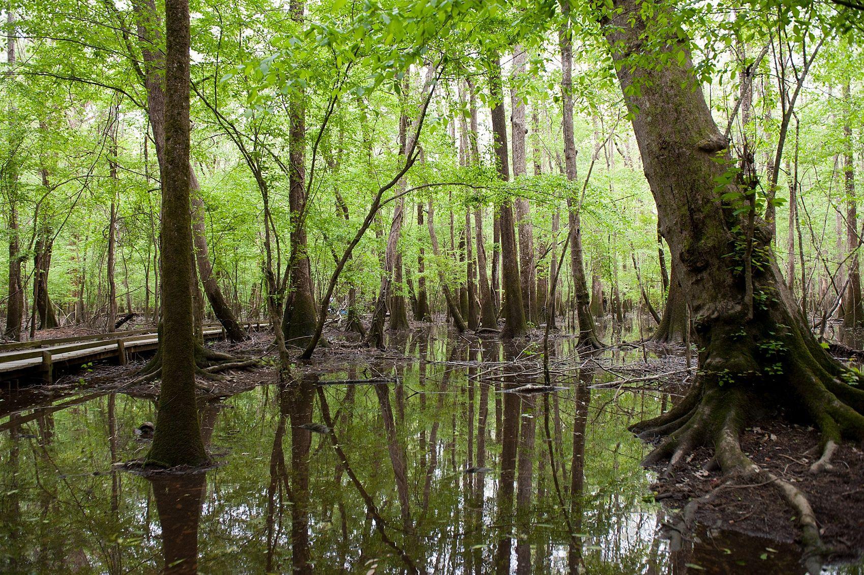 Congaree National Park Wallpapers - Wallpaper Cave