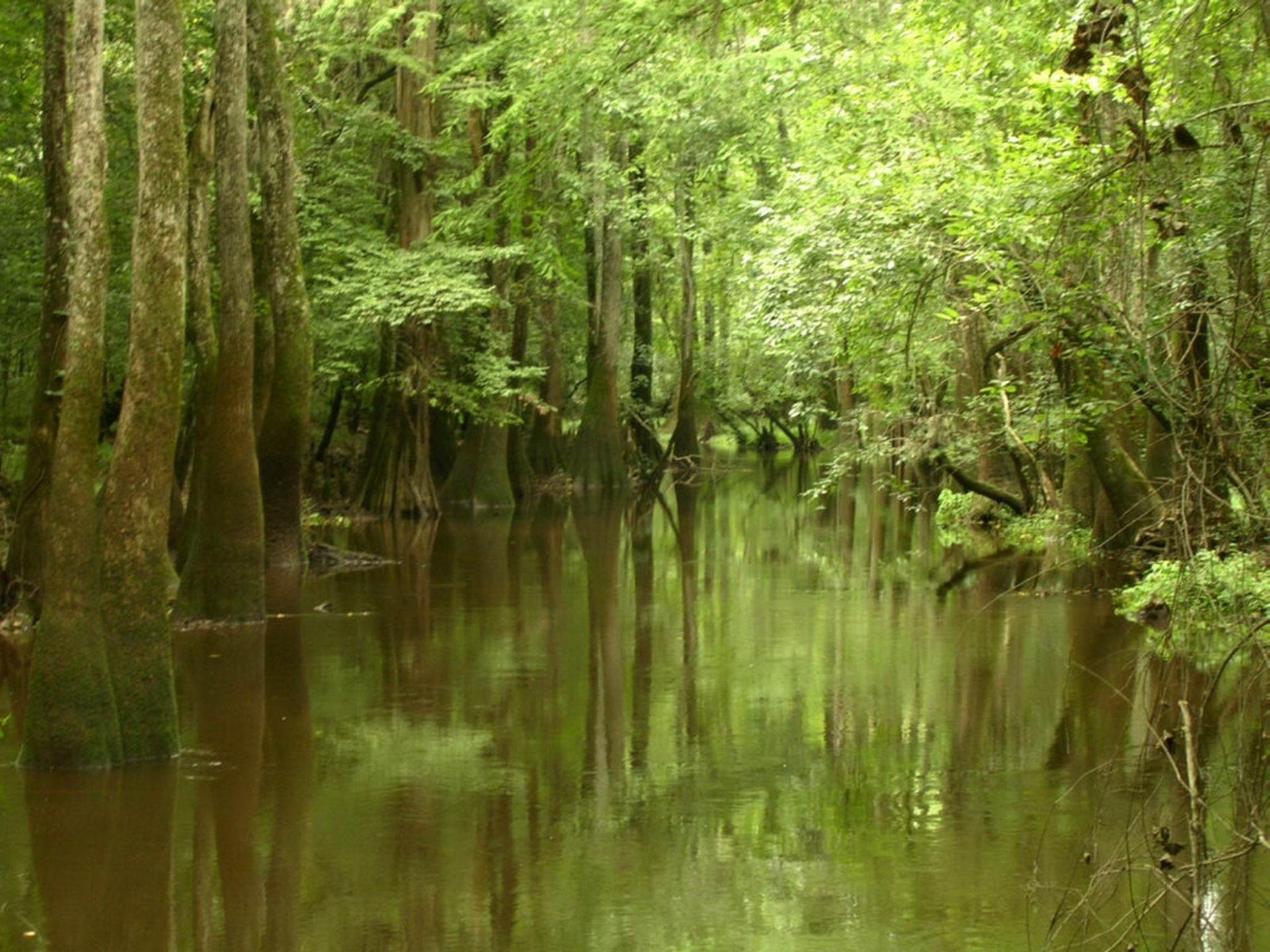 Congaree National Park Wallpapers - Wallpaper Cave