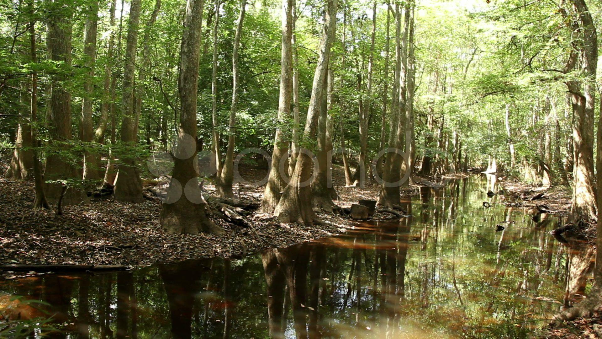 Congaree National Park with Cypress Trees Footage
