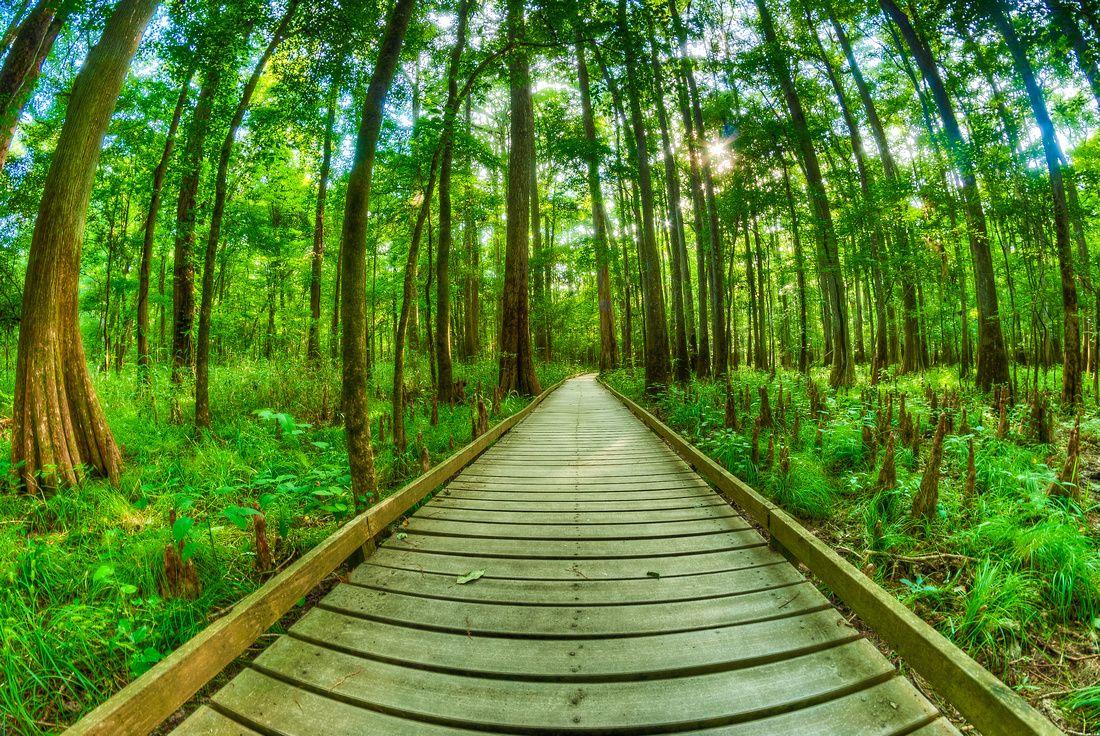 incredible photo of America's 59 national parks. Congaree