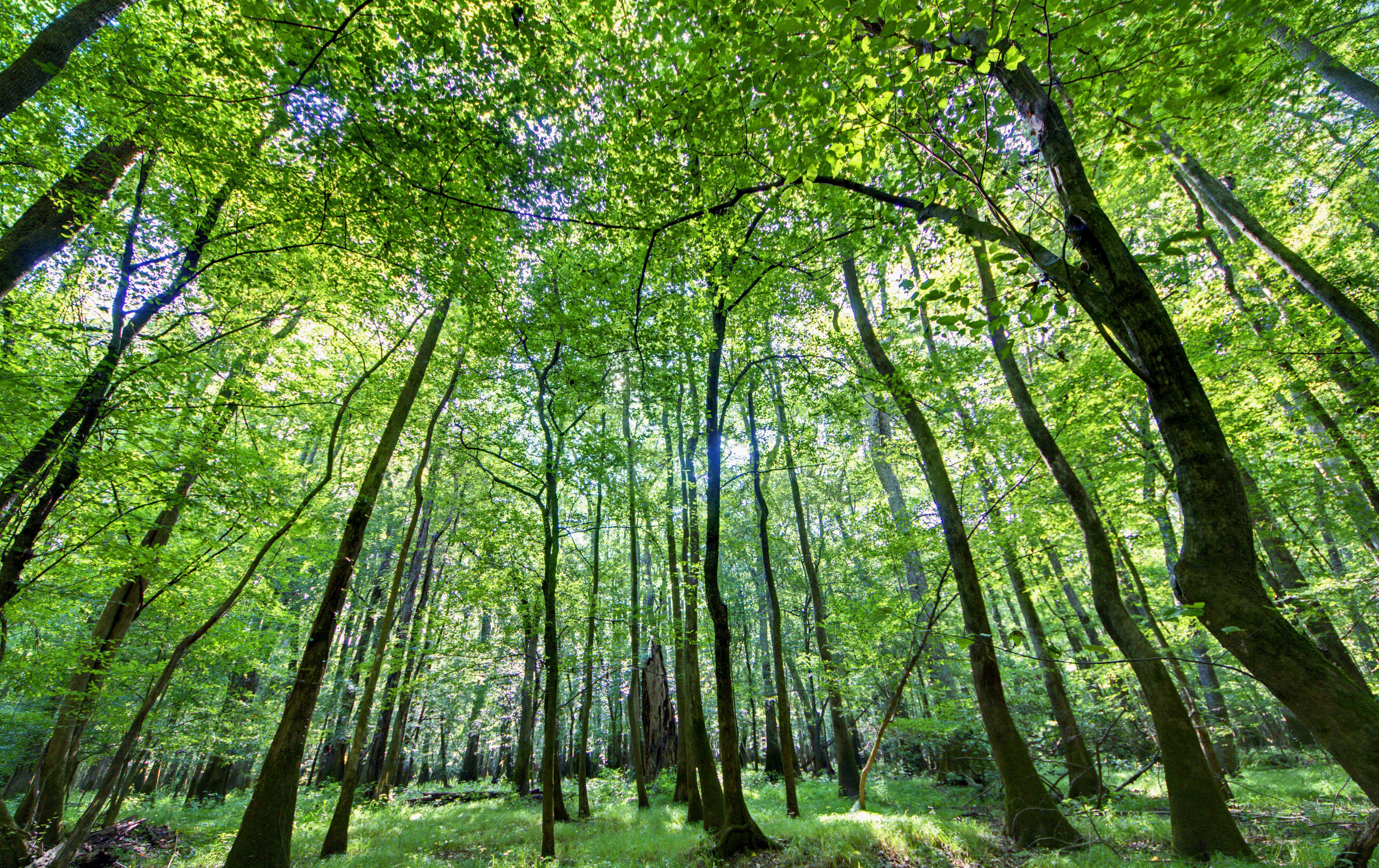 Elevation of Hopkins, SC, USA