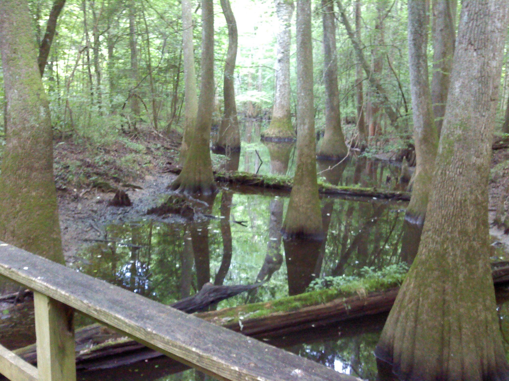 Congaree National Park, South Carolina. River Trail. Places