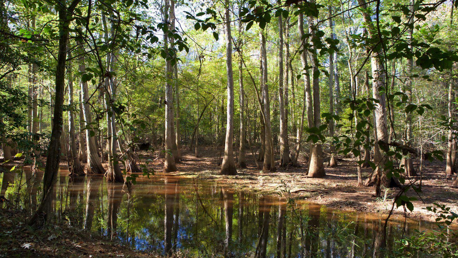 Congaree National Park Picture: View Photo & Image of Congaree