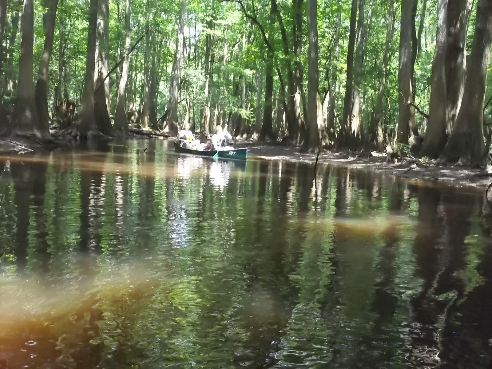 Dispatches from the Wild World: Congaree National Park