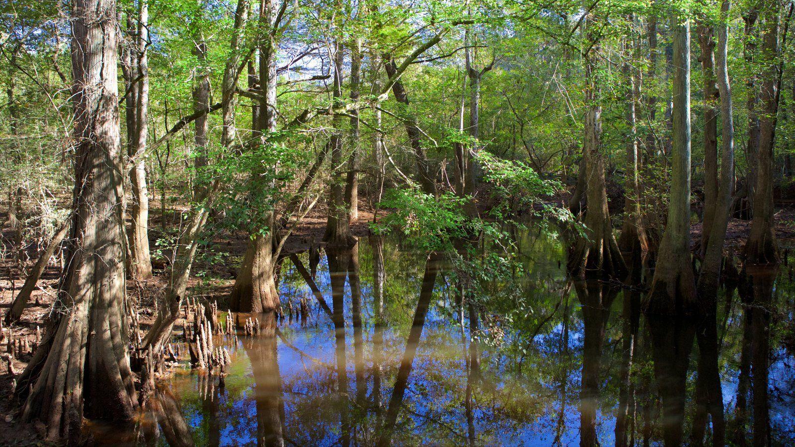 Congaree National Park Picture: View Photo & Image of Congaree