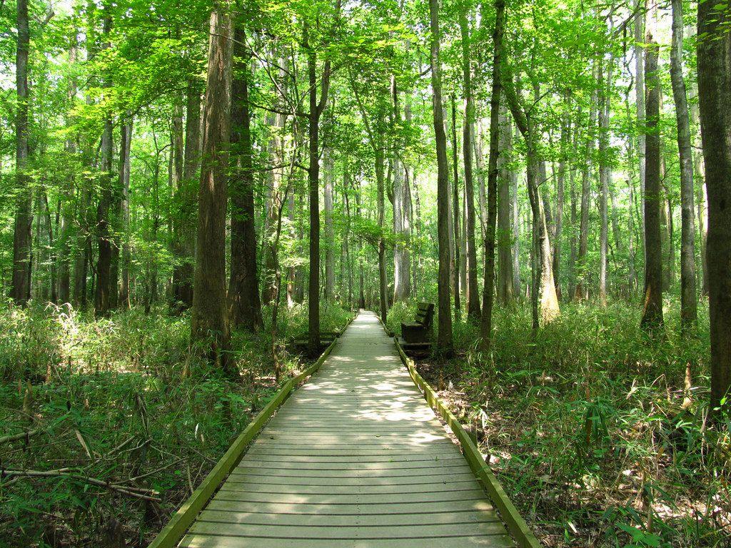 Congaree National Park Wallpapers - Wallpaper Cave