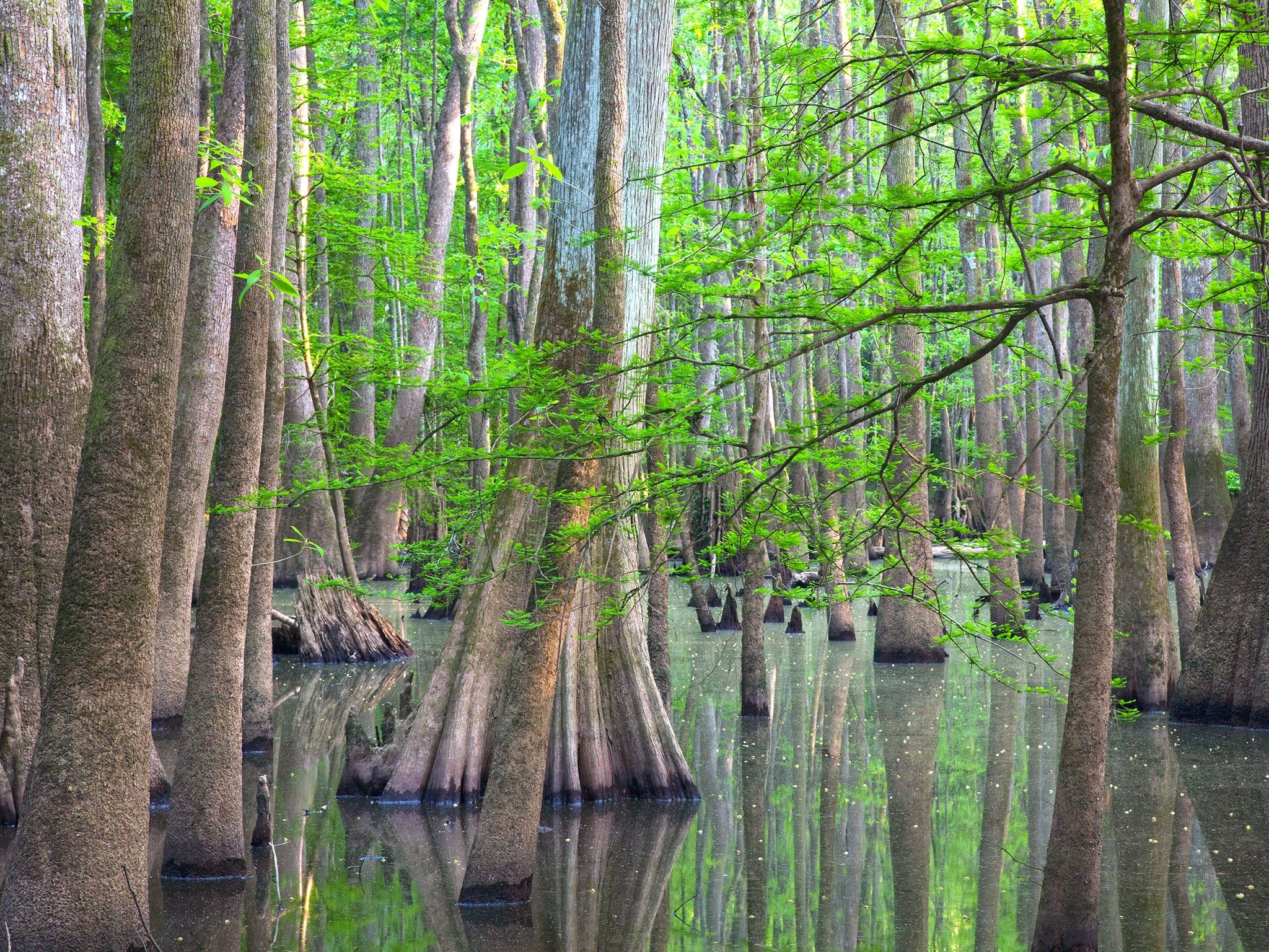 Yellowstone National Park's Traffic Problem Might Force Big