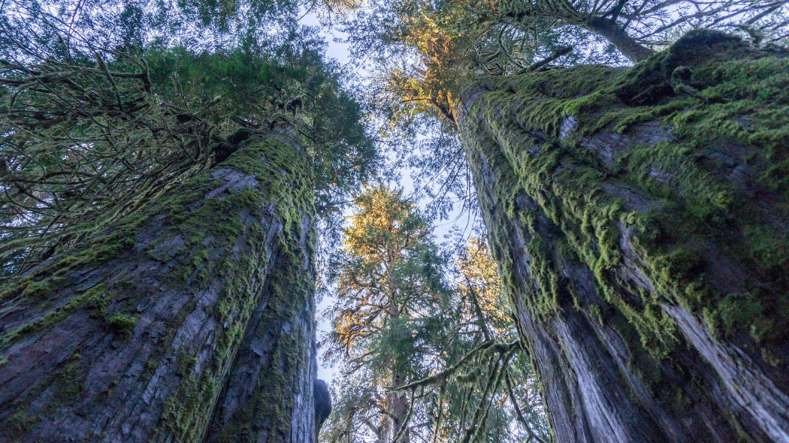 National Parks That Will Deepen Your Love for Trees · National