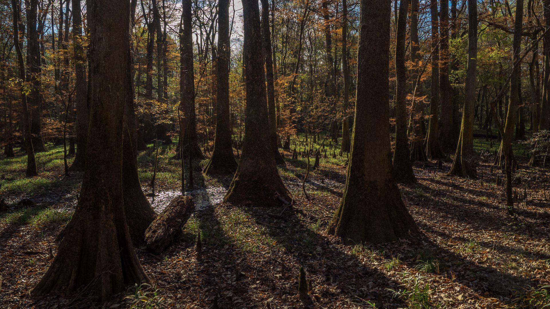 Meanderthals. Oakridge Trail, Congaree National Park