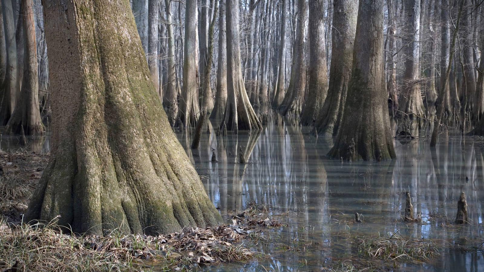 National Parks That Will Deepen Your Love for Trees · National