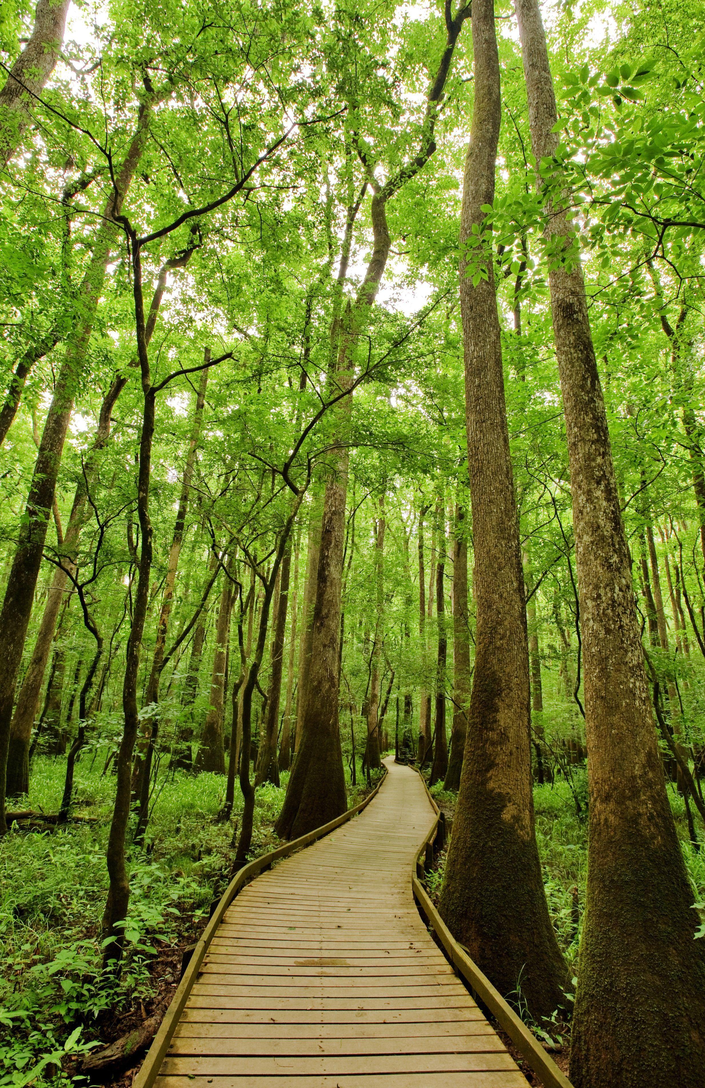 The Great 59 12: Congaree National Park. Congaree national