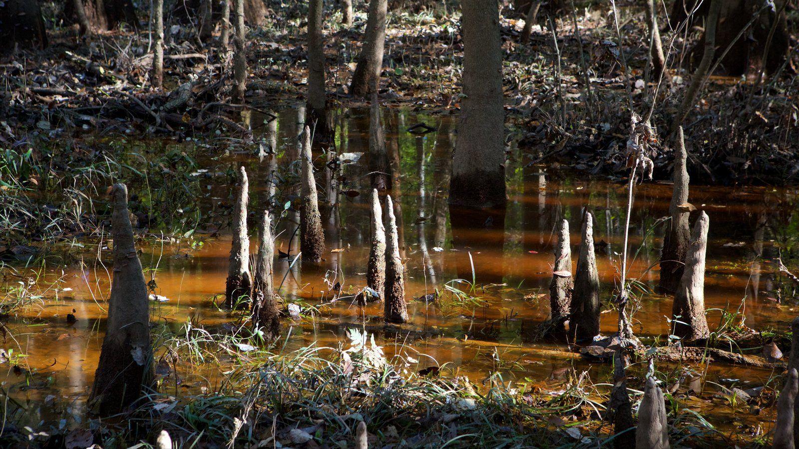 Congaree National Park Picture: View Photo & Image of Congaree