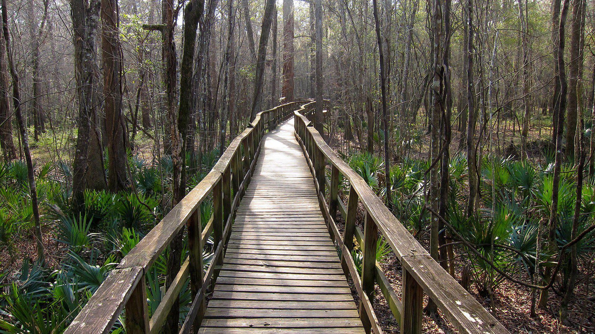 Congaree National Park Wallpapers - Wallpaper Cave