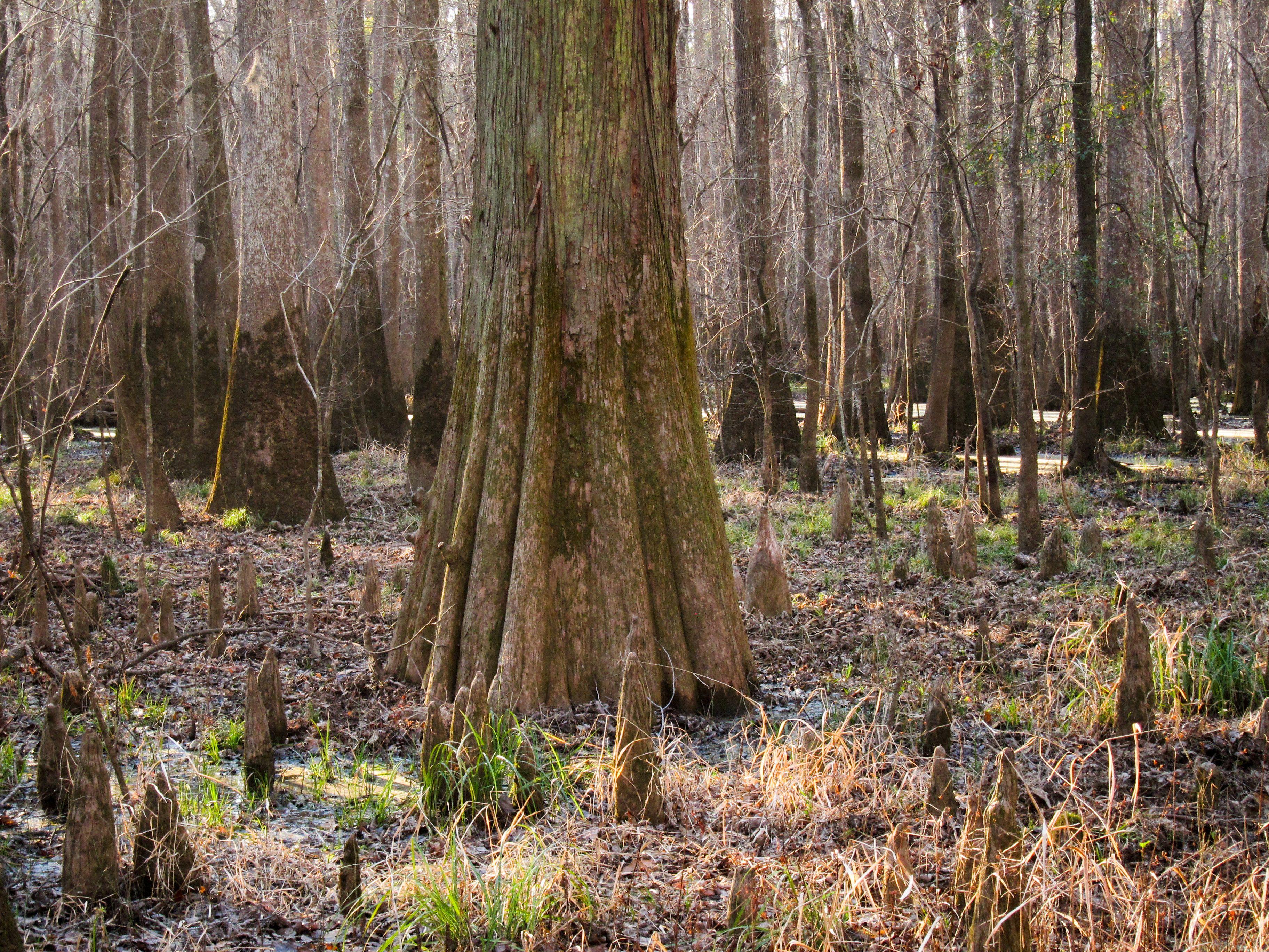 Baldcypress (Taxodium distichum) on Congaree National Park