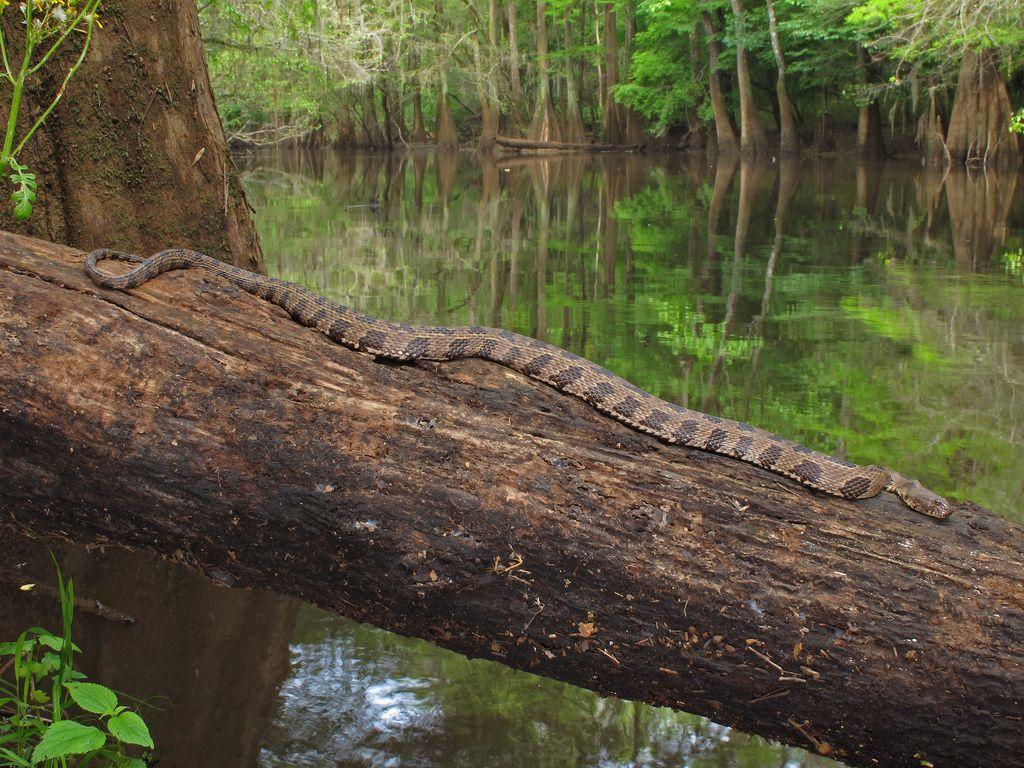 Nerodia taxispilota, Cedar Creek, Congaree National Park