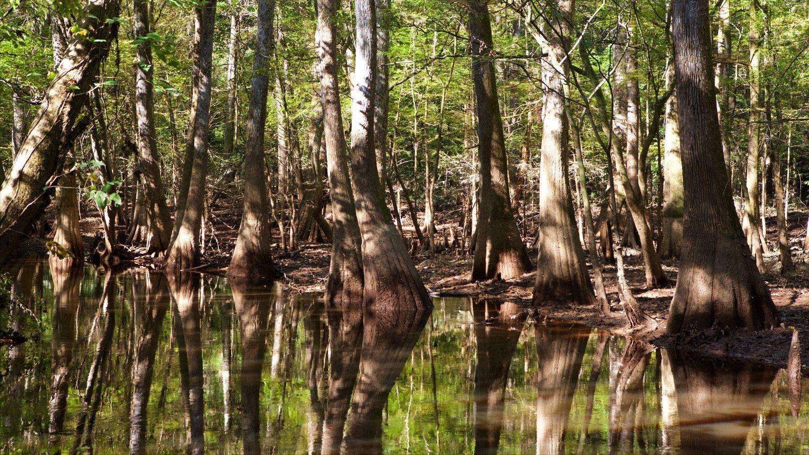 Congaree National Park Picture: View Photo & Image of Congaree