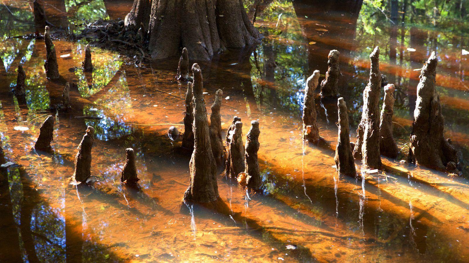 Congaree National Park Picture: View Photo & Image of Congaree