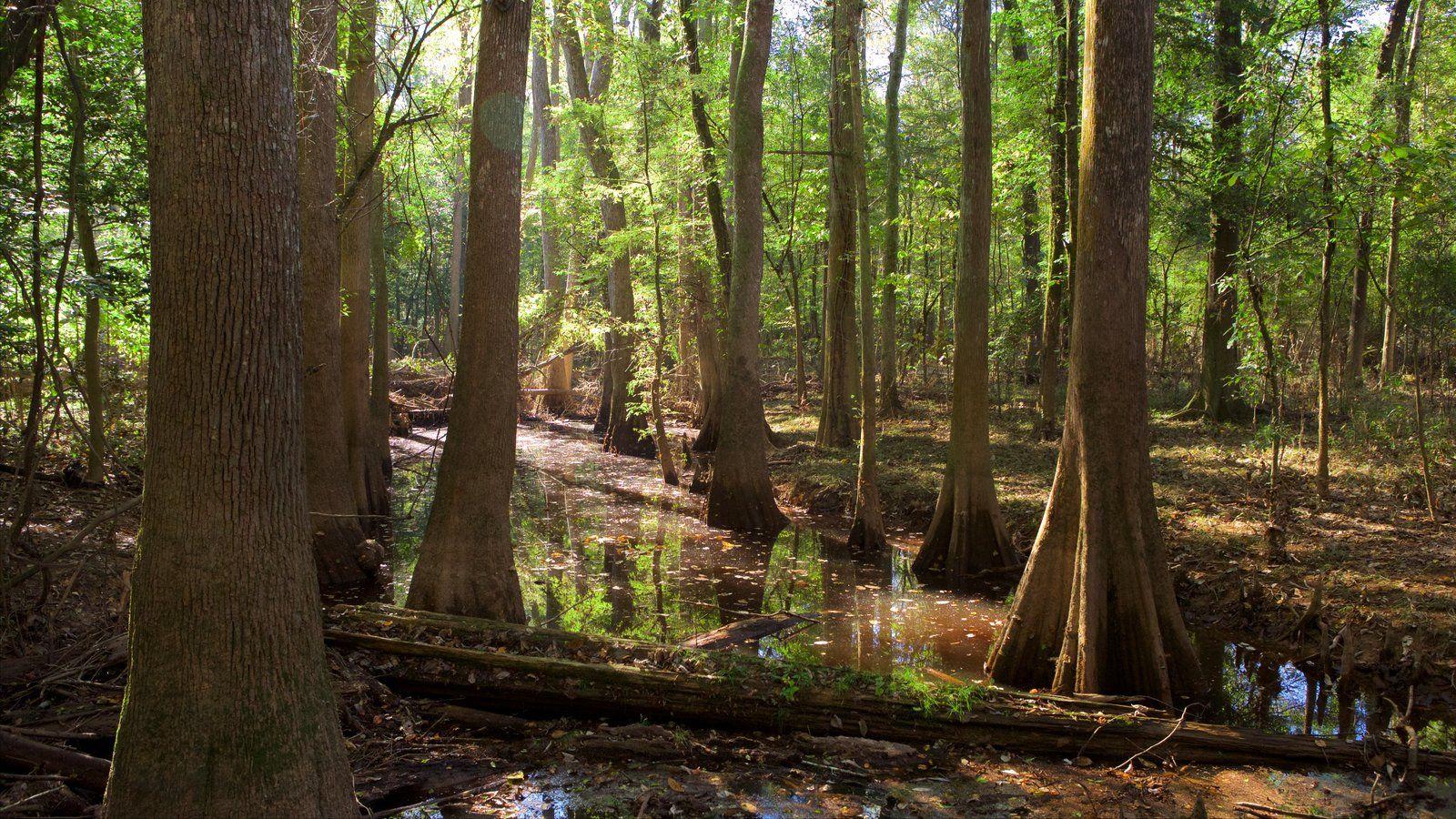 Congaree National Park Picture: View Photo & Image of Congaree